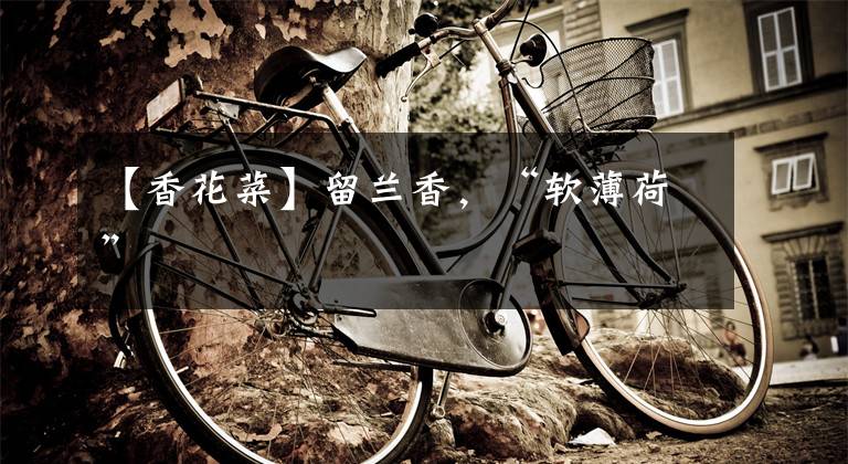 【香花菜】留兰香，“软薄荷”