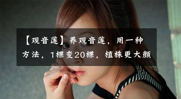 【观音莲】养观音莲，用一种方法，1棵变20棵，植株更大颜色更美