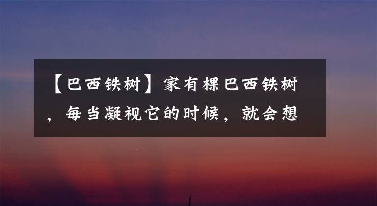 【巴西铁树】家有棵巴西铁树，每当凝视它的时候，就会想起老友