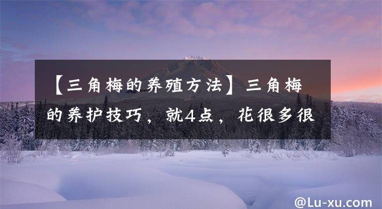 【三角梅的养殖方法】三角梅的养护技巧，就4点，花很多很旺盛、鲜艳亮丽、无可挑剔