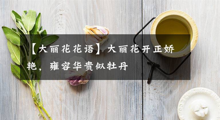 【大丽花花语】大丽花开正娇艳，雍容华贵似牡丹