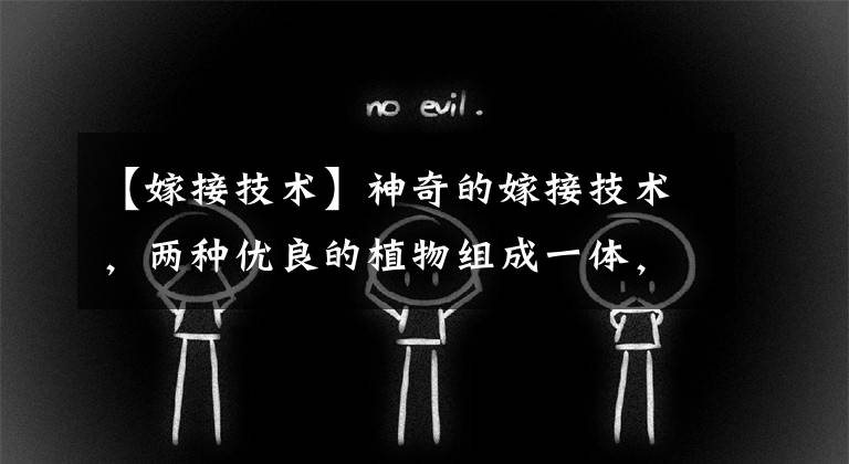 【嫁接技术】神奇的嫁接技术，两种优良的植物组成一体，改良品种、增产增收