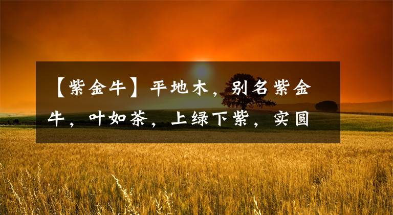 【紫金牛】平地木，别名紫金牛，叶如茶，上绿下紫，实圆，红如丹朱