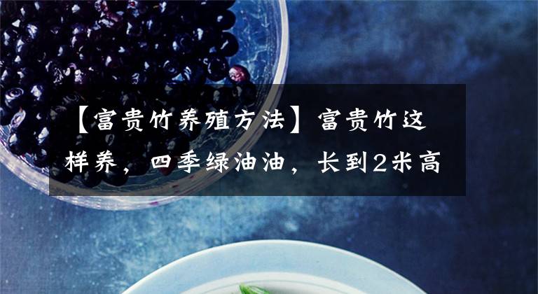 【富贵竹养殖方法】富贵竹这样养，四季绿油油，长到2米高，开花“又仙又香”