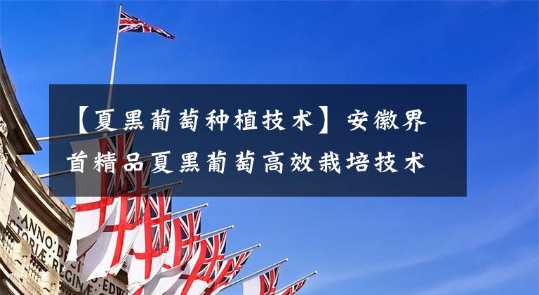 【夏黑葡萄种植技术】安徽界首精品夏黑葡萄高效栽培技术