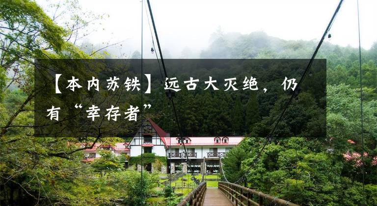 【本内苏铁】远古大灭绝，仍有“幸存者”