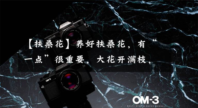 【扶桑花】养好扶桑花，有“一点”很重要，大花开满枝，红艳艳很喜庆不停开