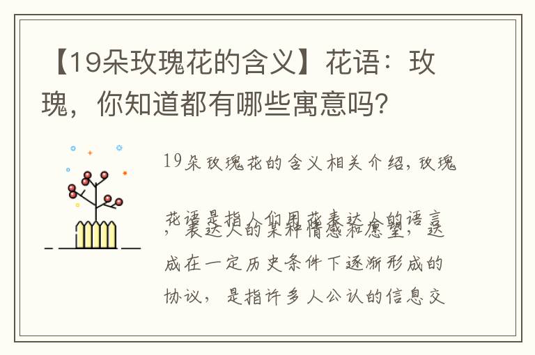 【19朵玫瑰花的含义】花语：玫瑰，你知道都有哪些寓意吗？