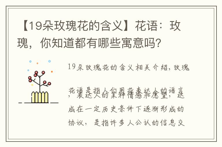 【19朵玫瑰花的含义】花语：玫瑰，你知道都有哪些寓意吗？