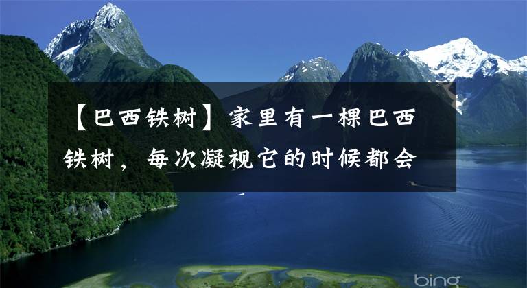 【巴西铁树】家里有一棵巴西铁树，每次凝视它的时候都会想起老朋友