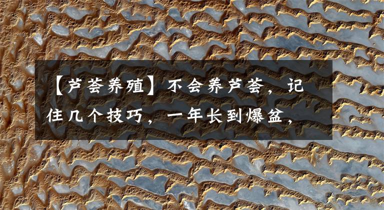 【芦荟养殖】不会养芦荟，记住几个技巧，一年长到爆盆，叶片肥厚，呼呼冒芽