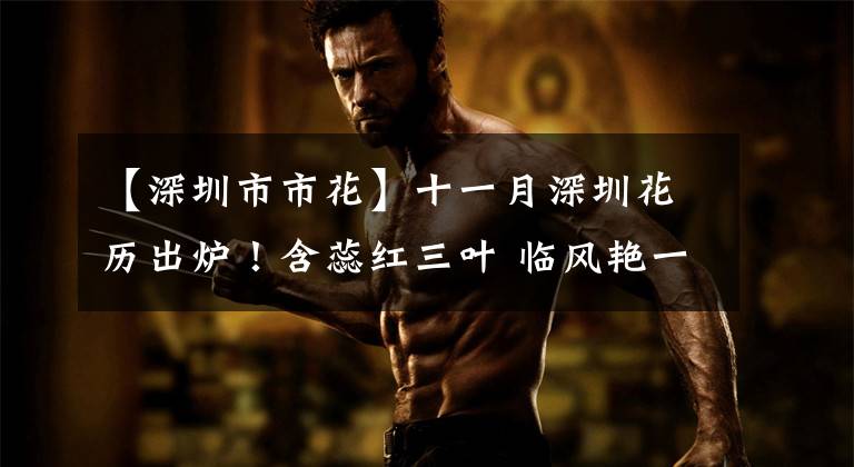 【深圳市市花】十一月深圳花历出炉！含蕊红三叶 临风艳一城