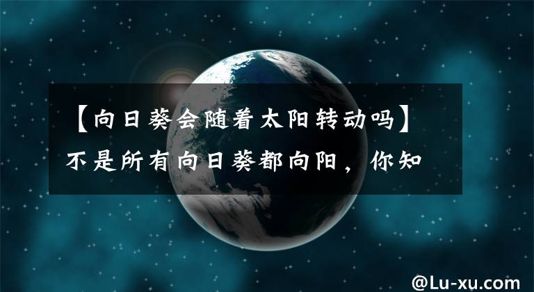 【向日葵会随着太阳转动吗】不是所有向日葵都向阳，你知道为什么吗