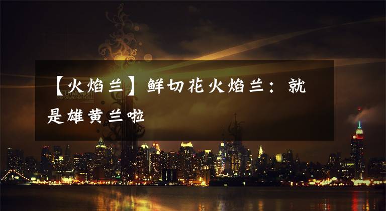 【火焰兰】鲜切花火焰兰：就是雄黄兰啦