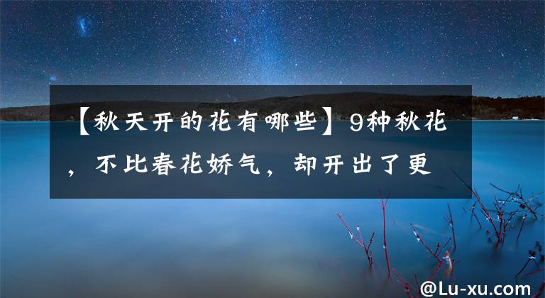 【秋天开的花有哪些】9种秋花，不比春花娇气，却开出了更多精气神，为秋天添生机