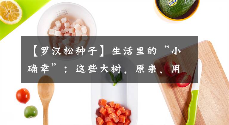 【罗汉松种子】生活里的“小确幸”：这些大树，原来，用种子育苗就好
