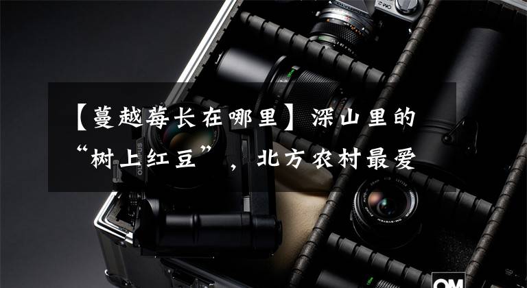 【蔓越莓长在哪里】深山里的“树上红豆”，北方农村最爱吃，如今已不多，你认识吗？