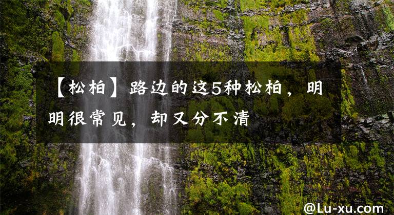 【松柏】路边的这5种松柏，明明很常见，却又分不清