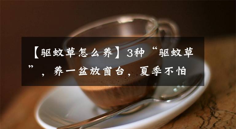 【驱蚊草怎么养】3种“驱蚊草”，养一盆放窗台，夏季不怕蚊子咬