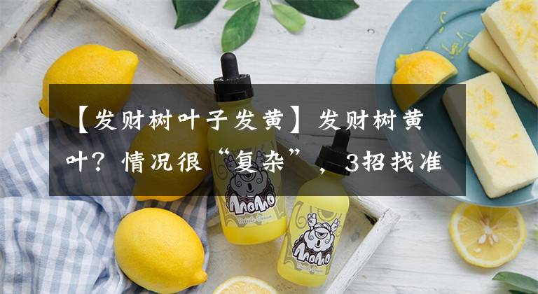 【发财树叶子发黄】发财树黄叶？情况很“复杂”，3招找准病根，神清气爽，绿油油