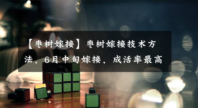 【枣树嫁接】枣树嫁接技术方法，6月中旬嫁接，成活率最高