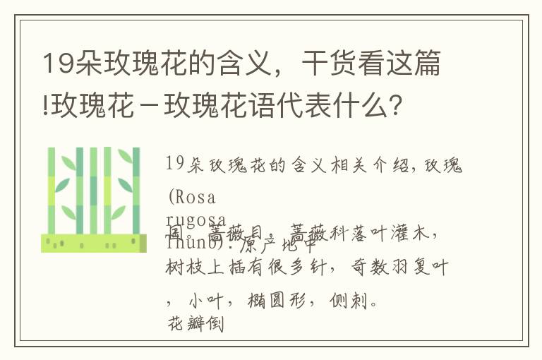 19朵玫瑰花的含义，干货看这篇!玫瑰花－玫瑰花语代表什么？