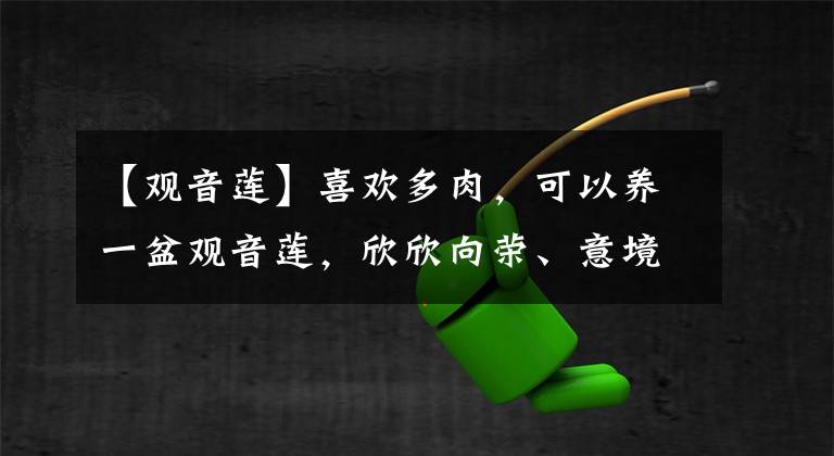 【观音莲】喜欢多肉，可以养一盆观音莲，欣欣向荣、意境深远