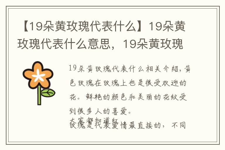 【19朵黄玫瑰代表什么】19朵黄玫瑰代表什么意思，19朵黄玫瑰花语是什么（为爱道歉）