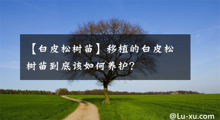 【白皮松树苗】移植的白皮松树苗到底该如何养护？