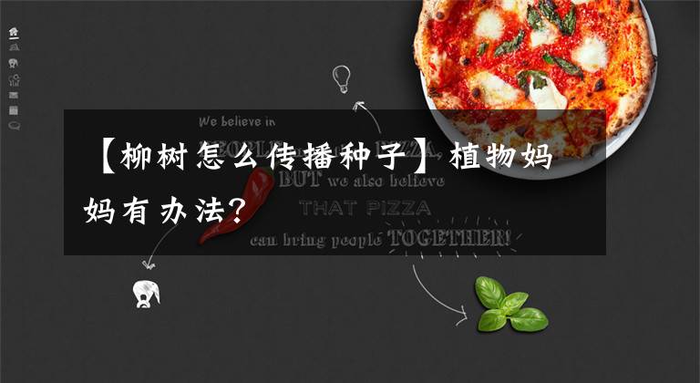 【柳树怎么传播种子】植物妈妈有办法？
