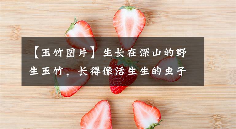 【玉竹图片】生长在深山的野生玉竹，长得像活生生的虫子，如今是珍贵的药材