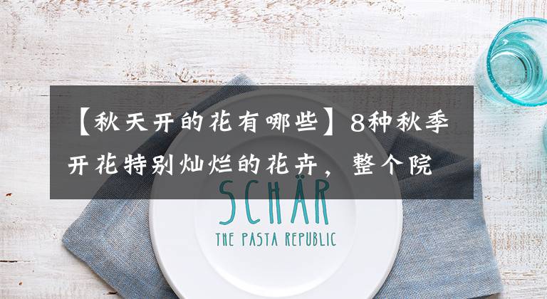 【秋天开的花有哪些】8种秋季开花特别灿烂的花卉，整个院子都是清新的花香