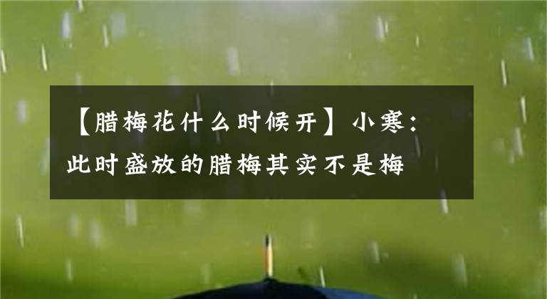 【腊梅花什么时候开】小寒：此时盛放的腊梅其实不是梅