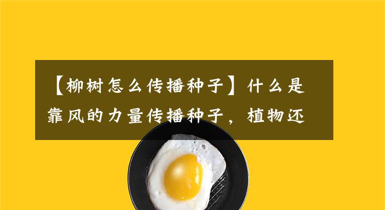 【柳树怎么传播种子】什么是靠风的力量传播种子，植物还有哪些传播种子的方式？