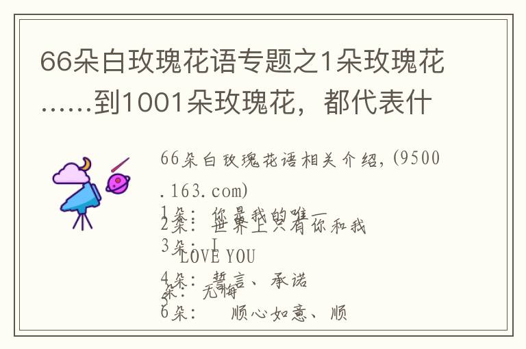 66朵白玫瑰花语专题之1朵玫瑰花……到1001朵玫瑰花，都代表什么，你知道吗？