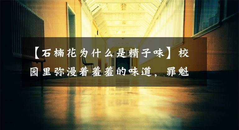 【石楠花为什么是精子味】校园里弥漫着羞羞的味道，罪魁祸首就是这朵花