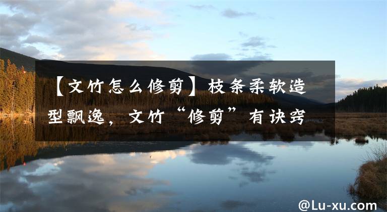 【文竹怎么修剪】枝条柔软造型飘逸，文竹“修剪”有诀窍，养出高价“竹”