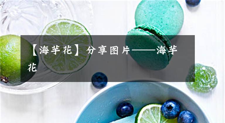 【海芋花】分享图片——海芋花