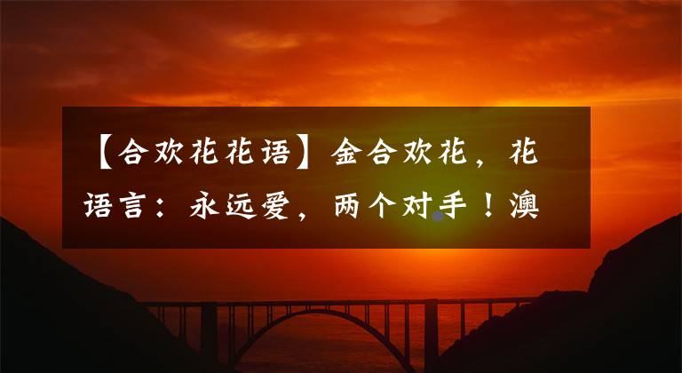 【合欢花花语】金合欢花，花语言：永远爱，两个对手！澳大利亚菊花