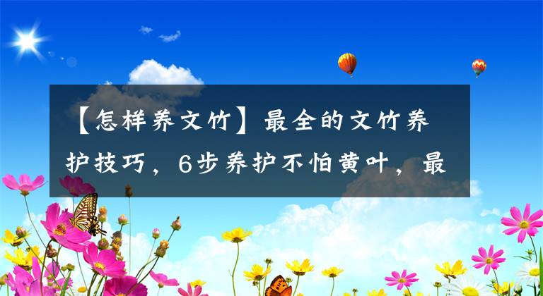 【怎样养文竹】最全的文竹养护技巧，6步养护不怕黄叶，最佳摆放位置都告诉你！