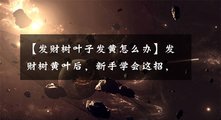 【发财树叶子发黄怎么办】发财树黄叶后，新手学会这招，一个月叶片就能恢复油绿