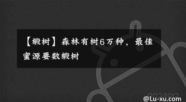 【椴树】森林有树6万种，最佳蜜源要数椴树