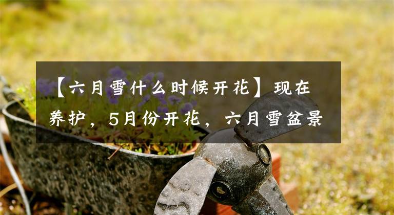 【六月雪什么时候开花】现在养护，5月份开花，六月雪盆景矮化处理让人眼前一亮！