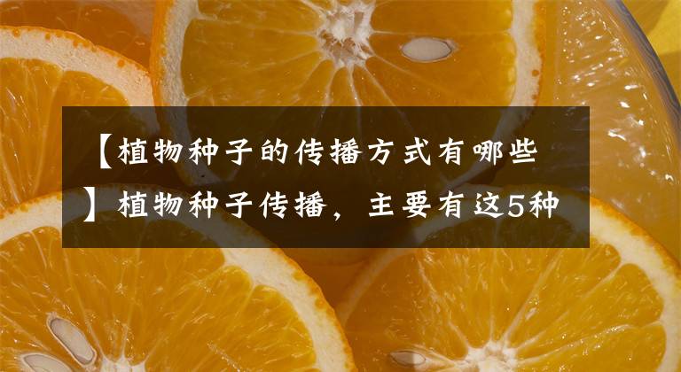 【植物种子的传播方式有哪些】植物种子传播，主要有这5种方式，快来了解一下