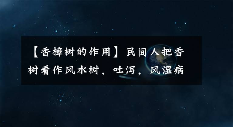 【香樟树的作用】民间人把香树看作风水树，吐泻，风湿病麻痹，摔倒损伤。