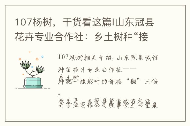 107杨树，干货看这篇!山东冠县花卉专业合作社：乡土树种“接”彩叶 一棵价格翻三倍