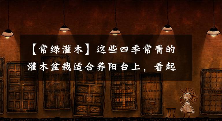 【常绿灌木】这些四季常青的灌木盆栽适合养阳台上，看起来特别霸气