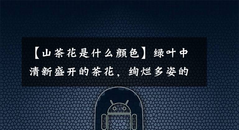 【山茶花是什么颜色】绿叶中清新盛开的茶花，绚烂多姿的粉白色花朵很美，春日常见的花