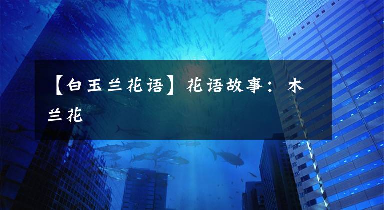 【白玉兰花语】花语故事：木兰花