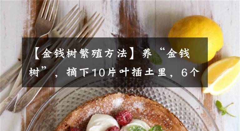 【金钱树繁殖方法】养“金钱树”，摘下10片叶插土里，6个月长成漂亮盆景，财运旺